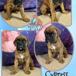 Boxer Puppies from Red Rock Boxers