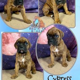 Boxer Puppies from Red Rock Boxers