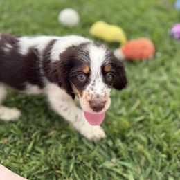 Lucy - Liver white and tan female English Springer Spaniel puppy in Lake Tomahawk, Ohio from StoneyBrook Setters