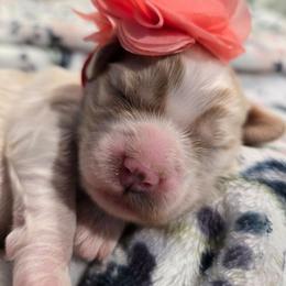 Tiana - Blenheim female Cavapoo puppy in Truckee, California from Heavenly Goldendoodles