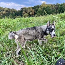 Evie - Agouti and white Siberian Husky puppy in Delta, Alabama from Gathering Rock Siberian Huskies