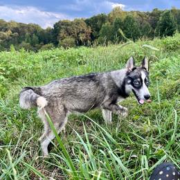 Evie - Agouti and white Siberian Husky puppy in Delta, Alabama from Gathering Rock Siberian Huskies