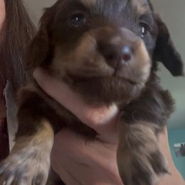 Finn - Chocolate male Dachshund puppy in El Cajon, California from Lisa Buxton