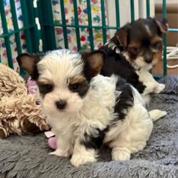Rosalie - Parti female Yorkshire Terrier puppy in Lyle, Washington from Sport Yorkie