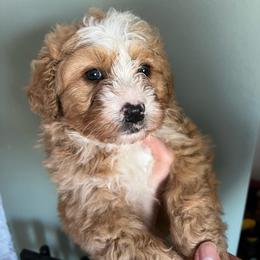 Thing 1 - Red phantom female Aussiedoodle puppy in Omro, Wisconsin from Crystal Ridge Doodles