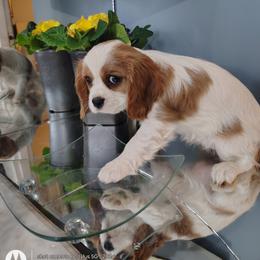 Ana - Blenheim female Cavalier King Charles Spaniel puppy in Phoenix, Arizona from Royal Desert Cavaliers