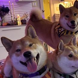 Shiba Inu from Hana Shibas
