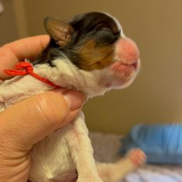 Nessarose - Brindle and white female Cavatzu puppy in Saint Paul, Minnesota from Amy’s Puppy Tzu