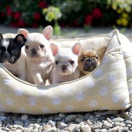 French Bulldog Puppies from Top Hat Ranch