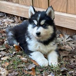 Gerogina - Black and white female Siberian Husky puppy in Elkin, North Carolina from Blue Ridge Shadow Huskies