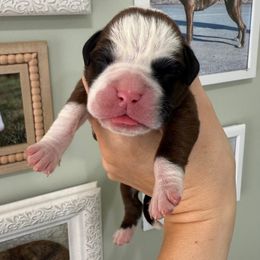 Pink Collar Flashy Fawn Female - Fawn female Boxer puppy in Alpine, New York from Kickin Rooster AKC Boxers