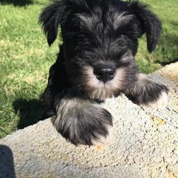 Miniature Schnauzer Puppies from Stephanie’s Schnauzers