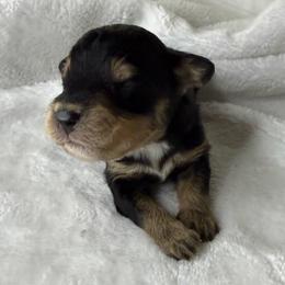 Buddy - Black tri-color male Aussiedoodle puppy in Tonasket, Washington from V5 Aussies