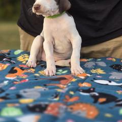 Lime green collar female - Liver and white female Pointer puppy in New York from Bishop Kennels
