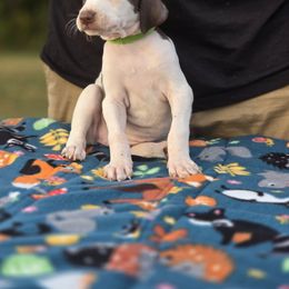 Lime green collar female - Liver and white female Pointer puppy in New York from Bishop Kennels