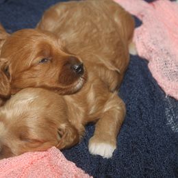 Goldendoodle Puppies from Taylor Town Doodles