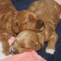 Goldendoodle Puppies from Taylor Town Doodles