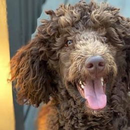 Aussiedoodles and Miniature Australian Shepherds from 5 B Ranch