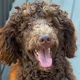 Aussiedoodles and Miniature Australian Shepherds from 5 B Ranch