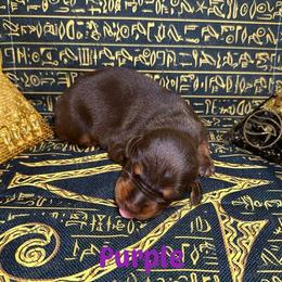 Purple Collar - Red and rust female Doberman Pinscher puppy in Louisville, Kentucky from Ruiz Dobermans