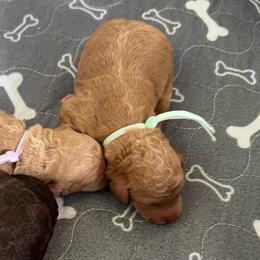Wish Bear- Teal Collar - Apricot female Goldendoodle puppy in Bay City, Texas from Charming Doods Goldendoodles