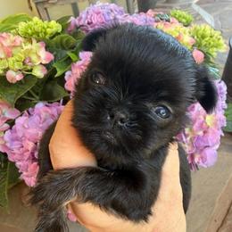 Pixie - Black and tan female Brussels Griffon puppy in Brooks, Georgia from Brooks Berner Bears & Brussels Griffons