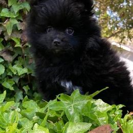 Pomeranian Puppies from Yielding’s Impressive Precious Pomeranians