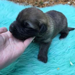 Gray Collar Boy - Sable male German Shepherd puppy in Dallas, Pennsylvania from Mountainside German Shepherds