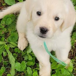 Ms. Teal - Light golden female Golden Retriever puppy in Campton, Kentucky from ElkRidge Goldens
