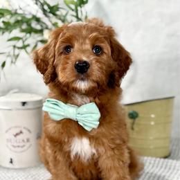 Green boy - Red male Bernedoodle puppy in Waukesha, Wisconsin from Bernedoodle Boutique (and Cavapoos)