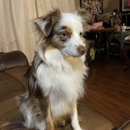 Cachito - Miniature Australian Shepherd