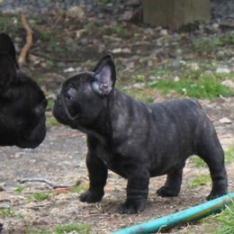 French Bulldog Puppies from Yukon Golden Retrievers and French Bulldogs