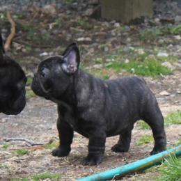 French Bulldog Puppies from Yukon Golden Retrievers and French Bulldogs