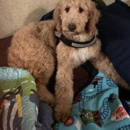 Bernedoodle, Goldendoodle, and Sheepadoodle All Grown Up from Lindy’s Doodles