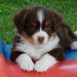 Miniature American Shepherd Puppies from DreamWeaver