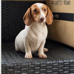 VJ - Dachshund