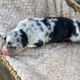 Girl 2 - Blue merle female Australian Shepherd puppy in Volant, Pennsylvania from Addie's Aussies