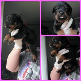 Rottweiler Puppies from Panhandle Rottweilers