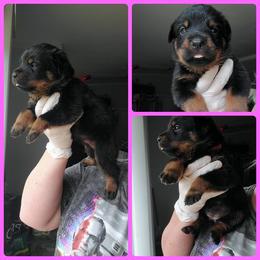 Rottweiler Puppies from Panhandle Rottweilers