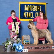 Briard All Grown Up from du Coeur Rose Briards