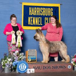 Briard All Grown Up from du Coeur Rose Briards