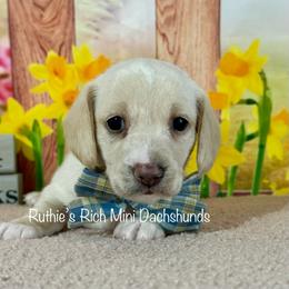Boy one - Cream male Dachshund puppy in Lakeland, Florida from Ruthie’s Rich Mini Dachshunds