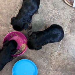 Yorkshire Terrier Puppies from Joy Riley's Yorkies