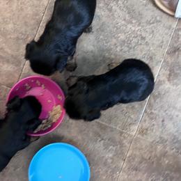 Yorkshire Terrier Puppies from Joy Riley's Yorkies