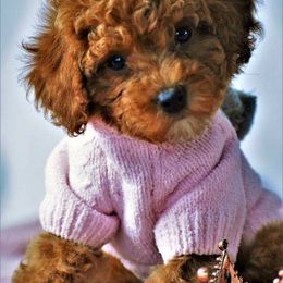 Poodle Puppies from Lucky Dog Poodles