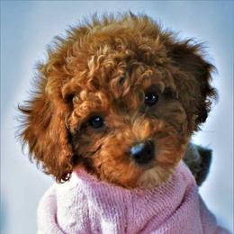 Poodle Puppies from Lucky Dog Poodles