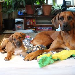 Rhodesian Ridgeback Puppies from Supernova Ridgebacks