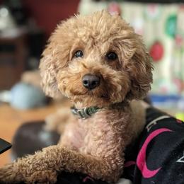 Clifford - Apricot male Poodle puppy in Willow Spring, North Carolina from Sweet Dream Poodles