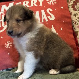 Collie puppies from Brown Acres Collies
