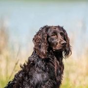 Boykin Spaniels from Redhill Boykin Spaniels